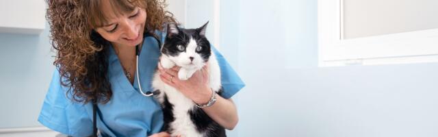 Prepoznajte kožnu infekciju kod mačke: Ovi SIMPTOMI kriju se ispod dlake, ovo su najčešće ZAHVAĆENA MESTA