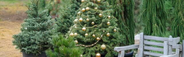 Kako da živa jelka preživi Novu godinu: Jedna greška može da uništi nežno drvo, pazite!