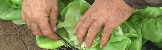 Šta je ovo na zelenoj salati: Kupci šokirani prizorom