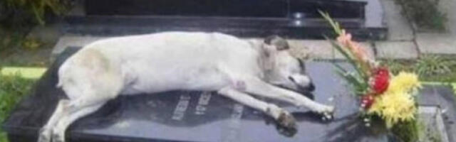 Сао Пауло донео закон по псу који је 10 година остао поред гроба власника