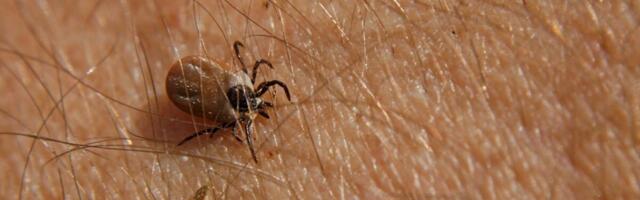 Prvomajski uranak može da vam presedne: Ako vas ujede krpelj, na ovu stvar ne pomišljajte, može sve da vam presedne