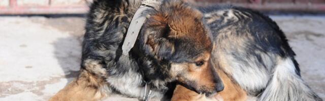 Bacali otrov oko zgrada u Beogradu, otrovano nekoliko pasa