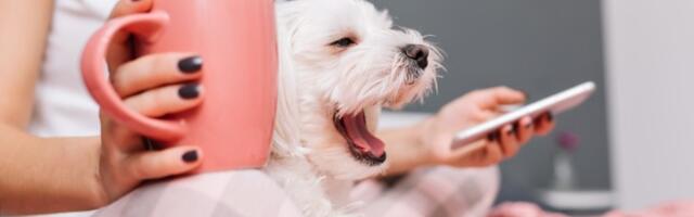 Zašto psi zevaju? Evo kakav SIGNAL vam šalje vaš ljubimac