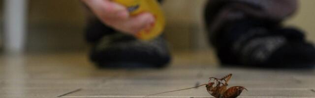 Zbog jurnjave sa bubašvabom zamalo digao stan u vazduh