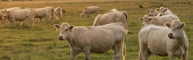 Skočile cene poljoprivrednih proizvoda u EU: Mleko ponegde skuplje za 20 odsto, jaja za 23 odsto