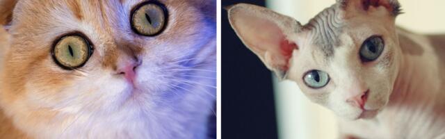 Od 1. januara u Holandiji više ne smete da kupite, prodate ili gajite sfinksa ili škotsku fold mačku