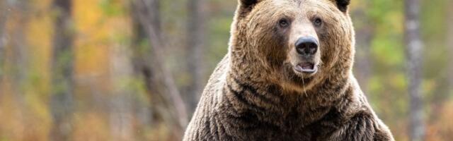 Da li je zimi zvanično kraj? Medvedi otkrili realnu prognozu