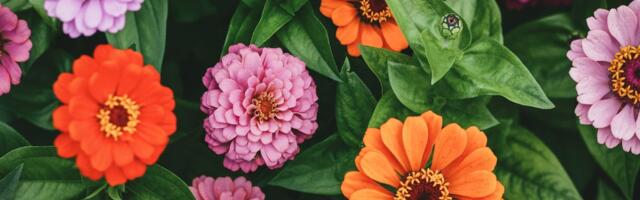 Posadite ova 3 cveta u martu i balkon će vam procvetati bez greške: Sad je trenutak