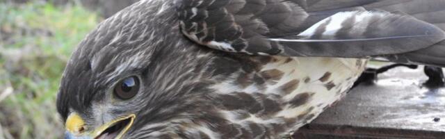 Ilegalni lov u Nišu: Policija otkrila 57 zaštićenih ptica u stanu