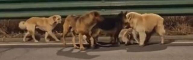 7 pasa pobeglo iz otmice i zajedno prešlo 17 km do kuće (VIDEO)