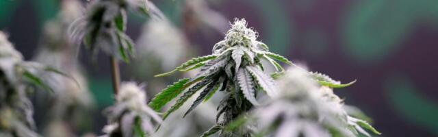 Legalizacija kanabisa u medicinske svrhe u Bosni: ‘Da zaspim bar tri noći mesečno’