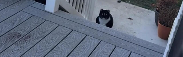 Tvrdoglavi mačak hit na mrežama: Izluđuje vlasnicu igrom iz serije “Squid Game” (VIDEO)