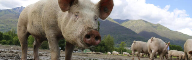 Mesni lobi pokušava da monopolizuje reči: Ako biljni proizvodi ne smeju da budu “burgeri”, zašto slanina nije usoljeni svinjski stomak?