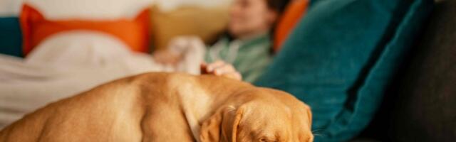 Svetski dan napuštenih životinja: svaki treći pas i mačka nemaju dom – kako doneti pravu odluku pre uzimanja ljubimca?