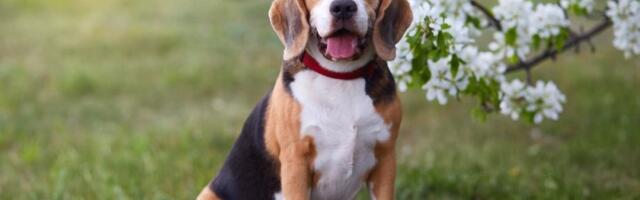 Veterinar upozorio vlasnike: 3 navike koje su opasne za pse - izbegavajte ih (VIDEO)