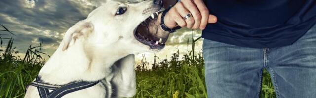 1.539 PREDMETA I 571 ROČIŠTE! Sremska Mitrovica zatrpana tužbama – ujedi pasa i padovi na ledu najčešći razlozi