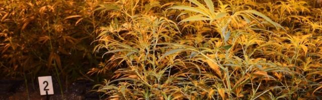 Pandemija je njima samo donela najbolje, a tek predstoji ogroman priliv