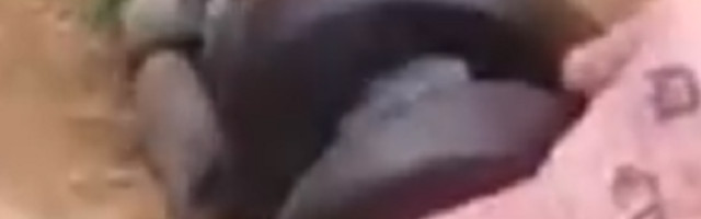 Mladića je anakonda "vezala u čvor", POTPUNO GA JE PARALISALA (VIDEO)