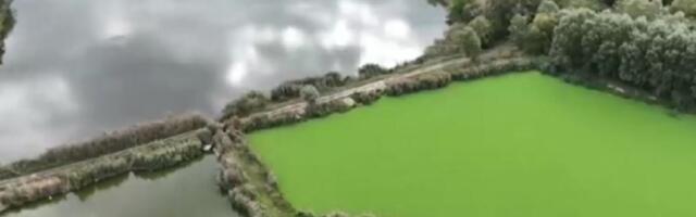 "Vodena salata" preko Palićkog jezera: Ugrožen živi svet? (FOTO)