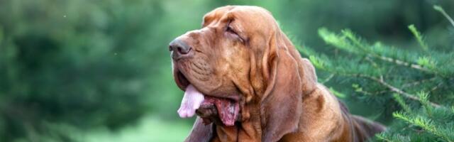 Pas ne zeva samo kada je POSPAN - postoji više razloga zašto to radi (VIDEO)