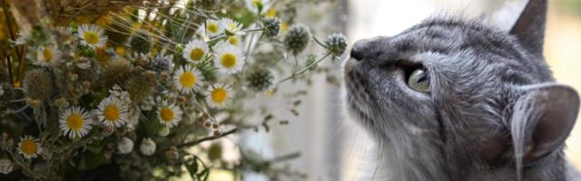Mislila je da joj mačke PRAVE HAOS, a onda je ugledala šta VREBA iz saksije (VIDEO)