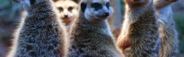 Uz rame sa merkatima: Gde su ljudi na prirodnoj tabeli monogamije