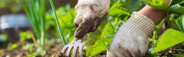 Učenici iz Vršca otvorili sezonu: Sade povrće, pa ga prodaju na svojoj pijaci - ovako skoro nikome nije rodilo (FOTO)