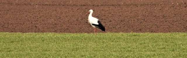 „Da sam ptica u Banatu“: Do 15. aprila otvoren konkurs za učenike osnovnih i srednjih škola