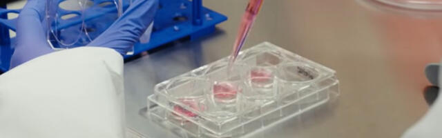 Покушај „оживљавања” изумрле плаве антилопе