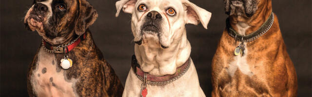 Zašto psi naginju glavu kada vas gledaju?