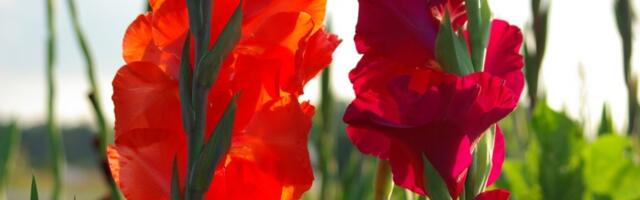 Kažu da je ovo najlepši baštenski cvet! Miriše kao iz bajke, a sadi se u APRILU (FOTO)