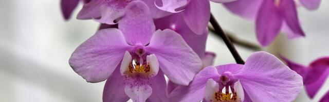 Tri najveća mita o orhidejama: Uopšte nisu zahtevne biljke