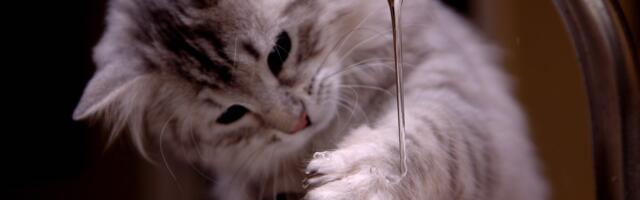 Zašto neke mačke imaju crne jastučiće na šapama?