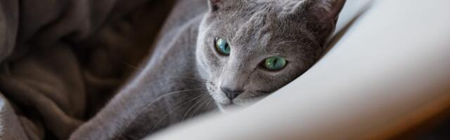 Studija: Mačke možda mogu da pomognu u lečenju raka dojke