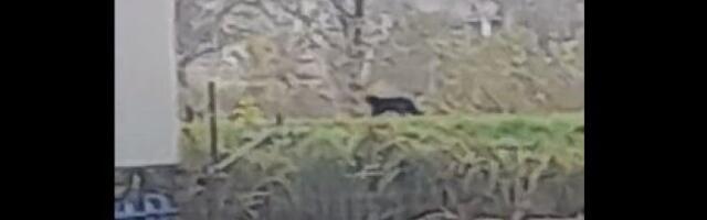 (VIDEO) PANTER VIŠE NE BEŽI, SADA SE KREĆE LAGANIM KORAKOM!? I SVE JE BLIŽI... Češljanje područja krenulo čim je životinja ponovo uočena