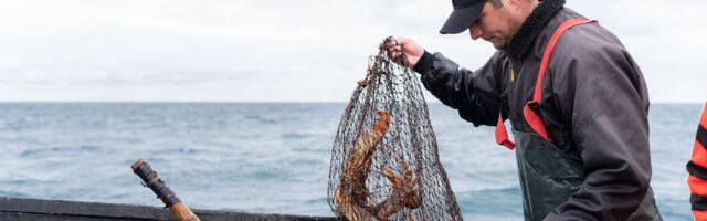 ALARM NA JADRANU! Gore je nego što mislimo, ribari su najbolji svedoci: "Problem postoji niz godina"
