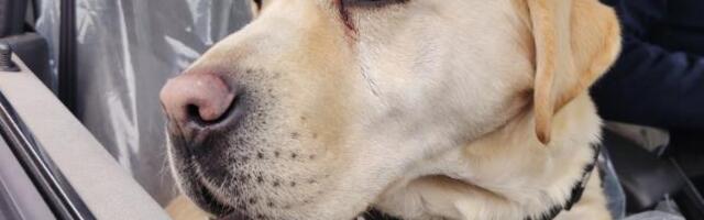 OVO JE MILENA, POLICIJSKI PAS IZ VRANJA! Ne mazi se i ne drema po ceo dan, vredno radi po smenama (FOTO)