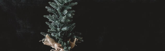 Bogata ponudu jelki, svežih i sa busenom, različitih vrsta i veličina na beogradskim pijacama