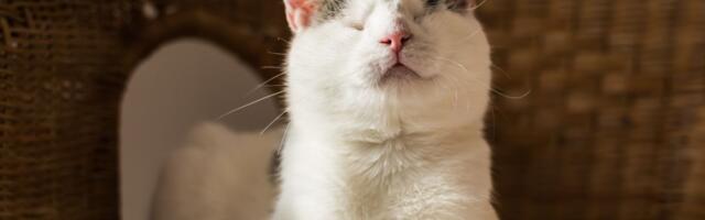 Emotivni snimak slepe mačke: Iako ne vidi, ume da pronađe igračku i OVAKO ZVUČI kad je srećna