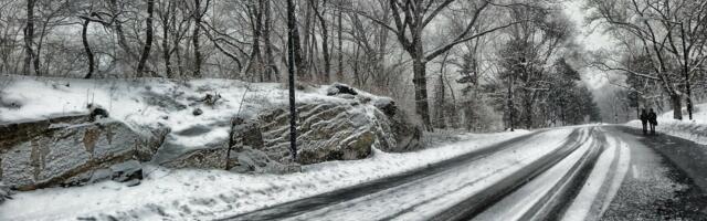 Nesvakidašnja situacija u parku u Kraljevu: Ljudi u šoku snimali životinju, ona u još većem šoku
