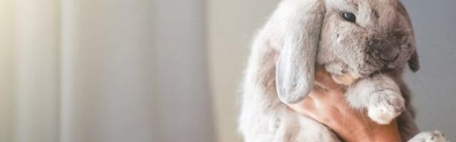 Luđu i slađu zečicu niste videli: Ljudi širom sveta su zaljubljeni u nju (VIDEO)