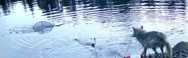 VIDEO Prvi zabeležen slučaj: Divlji vuk koristi alat