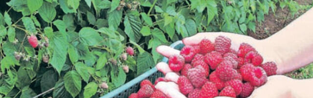 „Паметне технологије” штите малину од климатксих непогода