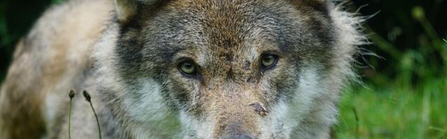 VIDEO Neverovatna scena na Žabljaku: Vuk mirno ležao među teladima, nijednu životinju nije dirao