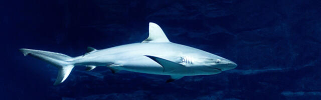 Zabrinjavajuće otkriće: Ajkule na atraktivnoj turističkoj lokaciji pozitivne na kokain