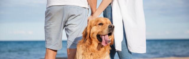 Psi bolji od detektiva: Ljubimci mogu da otkriju da li vas partner vara