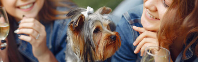 Nakon “napornog” dana prepunog trčanja i maženja, sada i kućni ljubimci mogu da se opuste uz – čašu vina