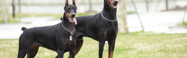 DOBERMANI NAPALI TINEJDŽERKU, VLASNIK JE BRANIO, PA I NJEGA IZUJEDALI: Detalji drame u Boljevcima - evo gde je devojka povređena