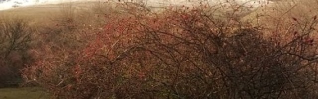 Šta je značilo kada momak pozove devojku na STRNDŽANJE (VIDEO)