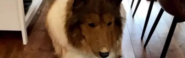 Japanac koji je postao pas ne želi da njegovi prijatelji pomisle da je lud